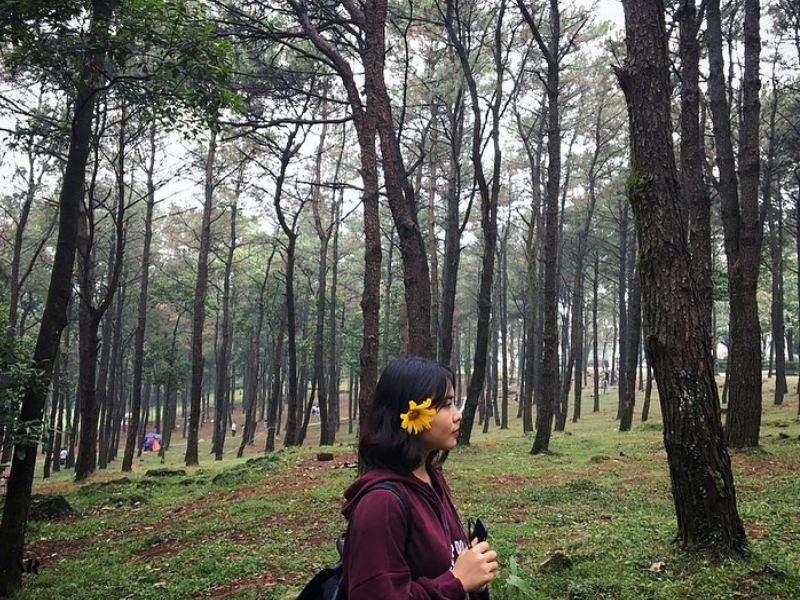 Pine forest (@Ha.thaor)