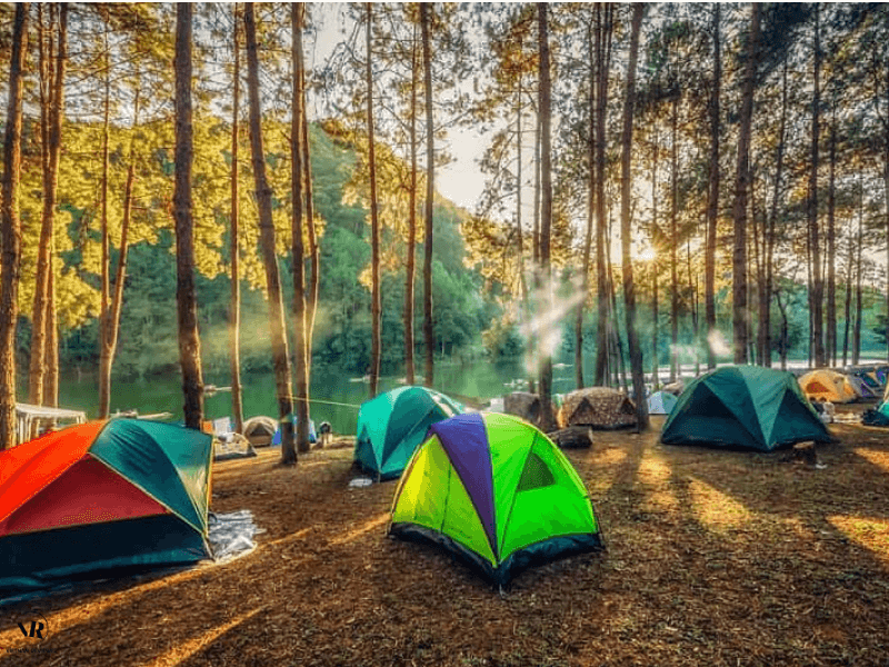 Camp in Pine forest