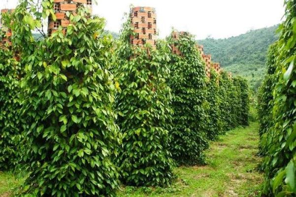Phu Quoc Pepper Garden