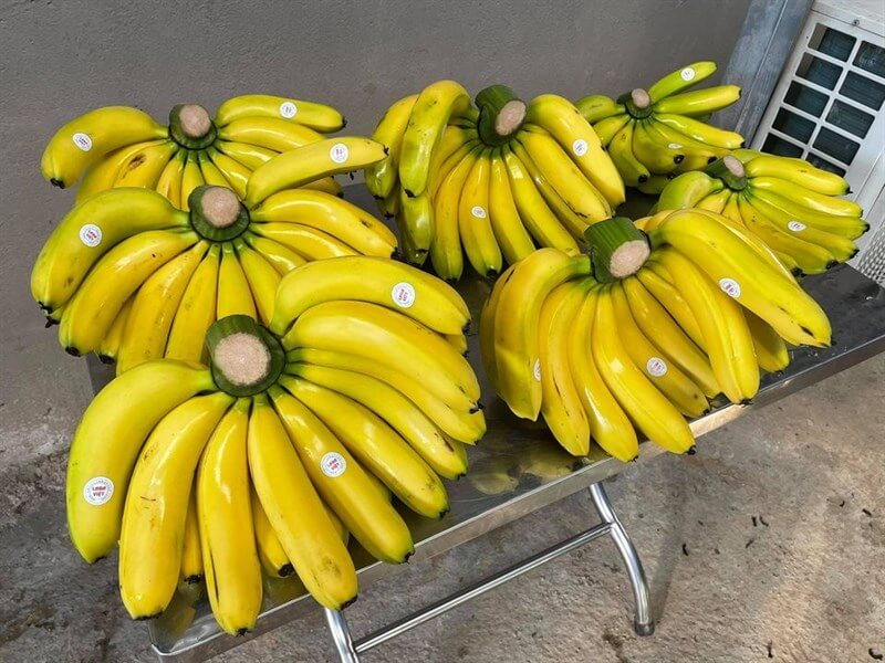Banana Laba