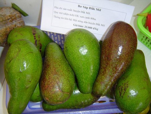 Dak Nong Wax Avocado