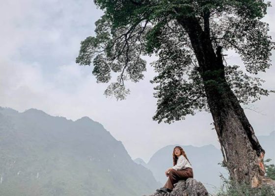Lonely Tree in Ha Giang