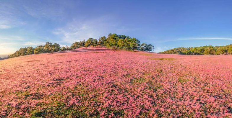 Pink Grass Hill