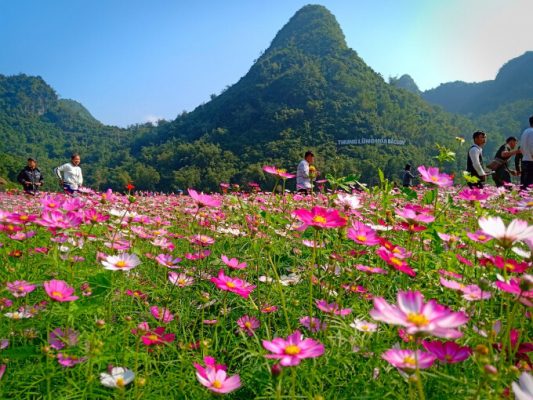 Bac Son Flower Valley