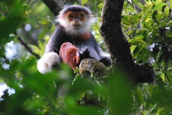 See the brown-shanked douc langur