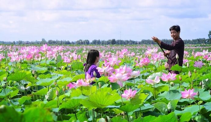 Lotus field in Dong Thap