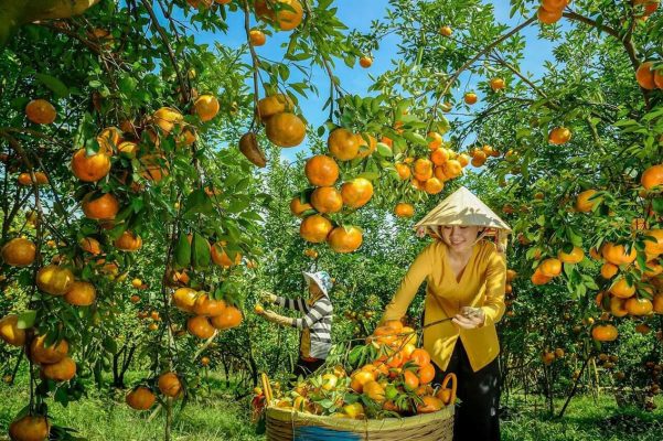  Lai Vung Tangerine Garden - Dong Thap Tourism