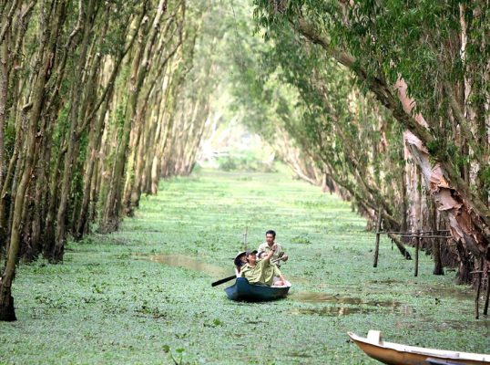 Take a canoe to explore the Melaleuca forest