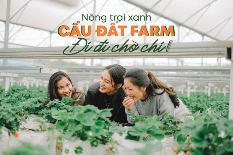 Cau Dat Farm - Tea & Coffee Farm - Top 9 most beautiful and famous farms in Da Lat