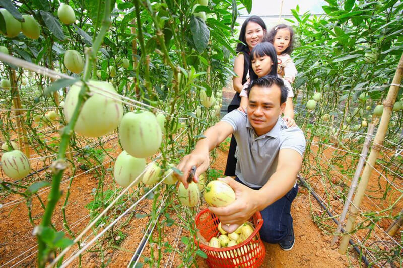 Pepino Watermelon Garden - Dinh Farm