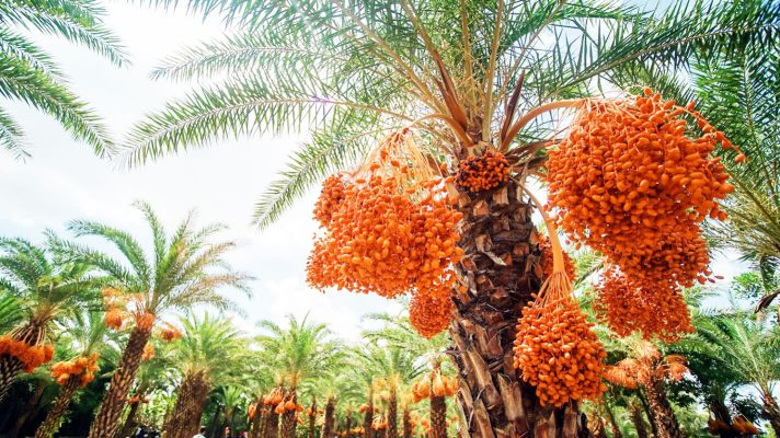 Date Palm Garden