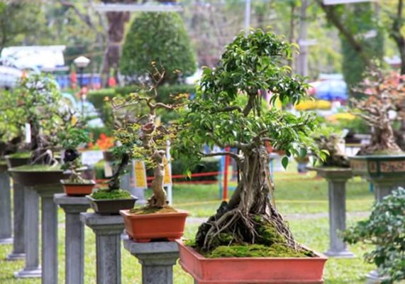 Thanh Tam Ornamental Flower Garden