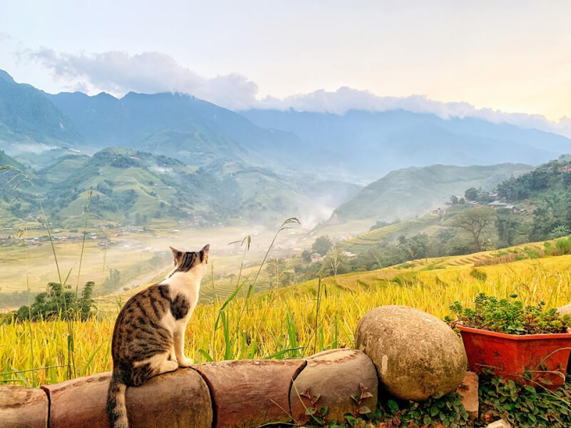 La Dao Spa & Coffee House, Homestay - Top 10 Homestays in Sapa with the most beautiful terraced field views during the festival season