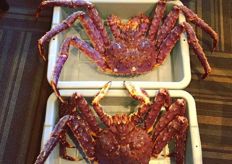 Alaska Lobster - Canada - King Crab - King crab MrD